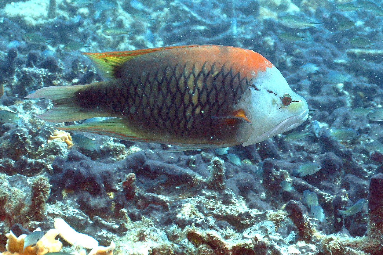 Thailand 2015 - Ko Tao - Labre a long museau - Epibulus insidiator _IMG_3641_rc.jpg